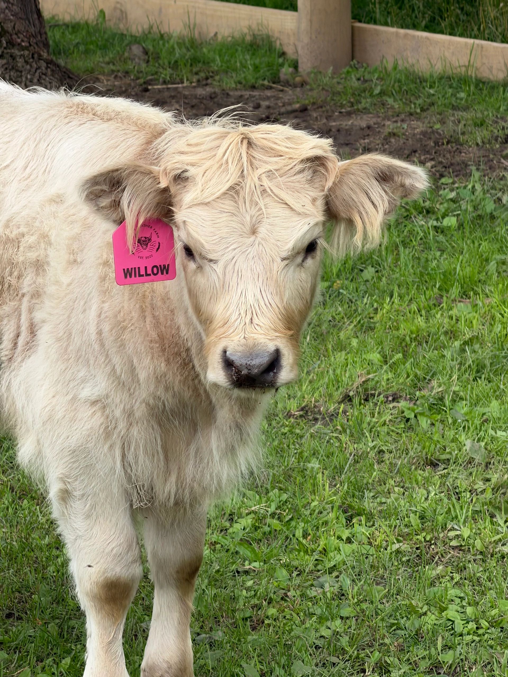 Willow — cream Highland cow in the pasture