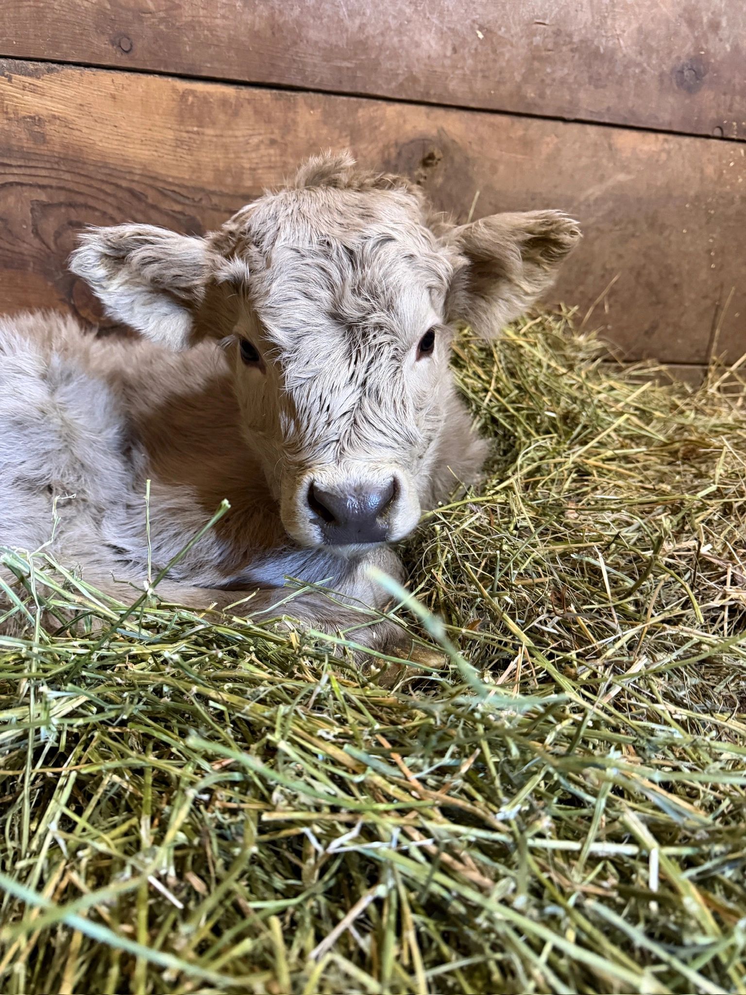 Shaggy Fold farm